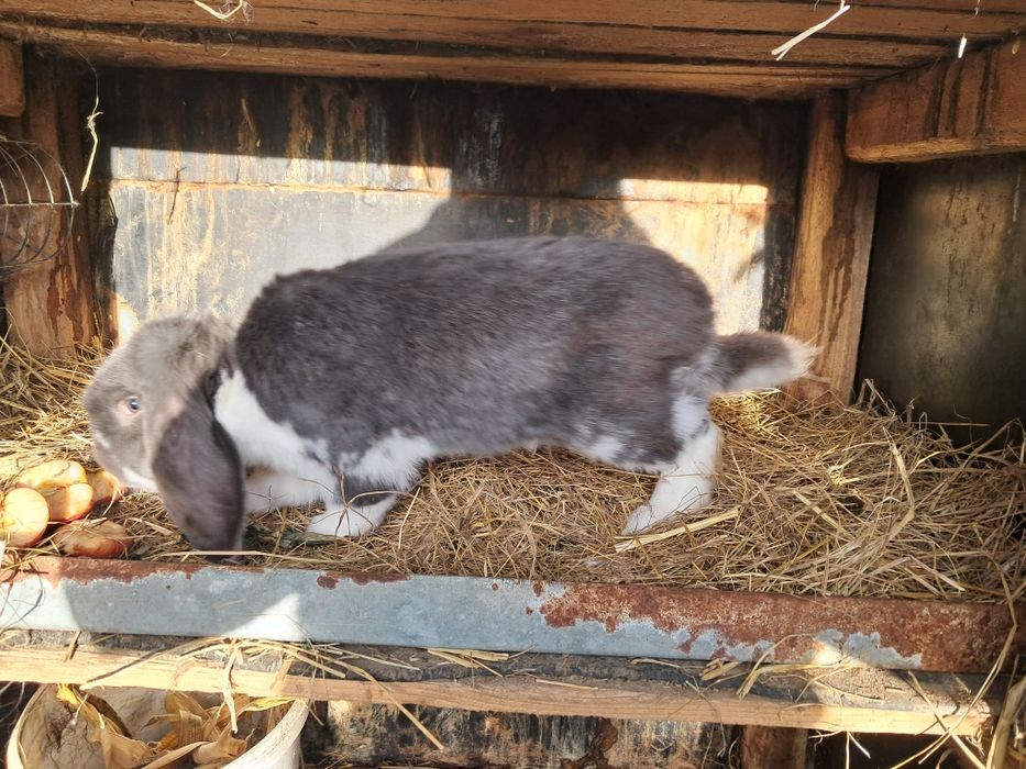 Baran francuski samiec