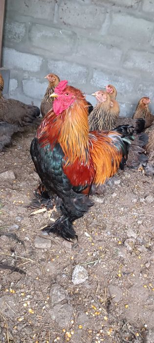 Pintos de Brahma Perdiz Gold Puros