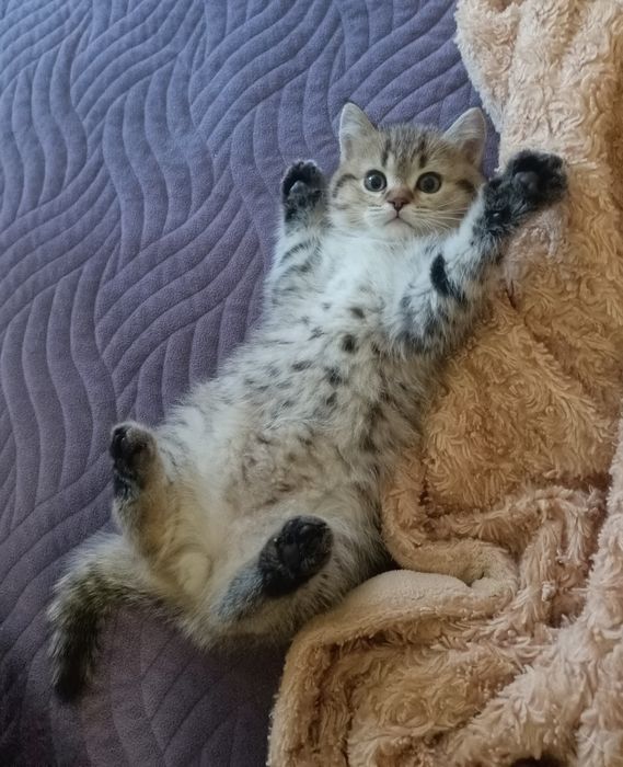 В'язка шотландського гостровухого