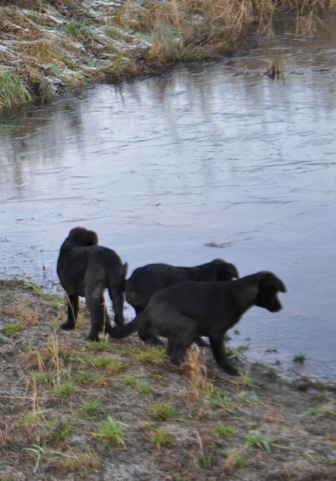 Szczeniaki do adopcji - pies, suka - okolice Hrubieszowa