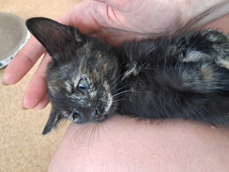 Віддаю кошеняток у добрі руки