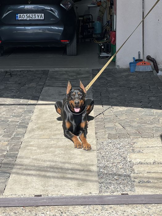 Чистокровий, хлопець, Доберман