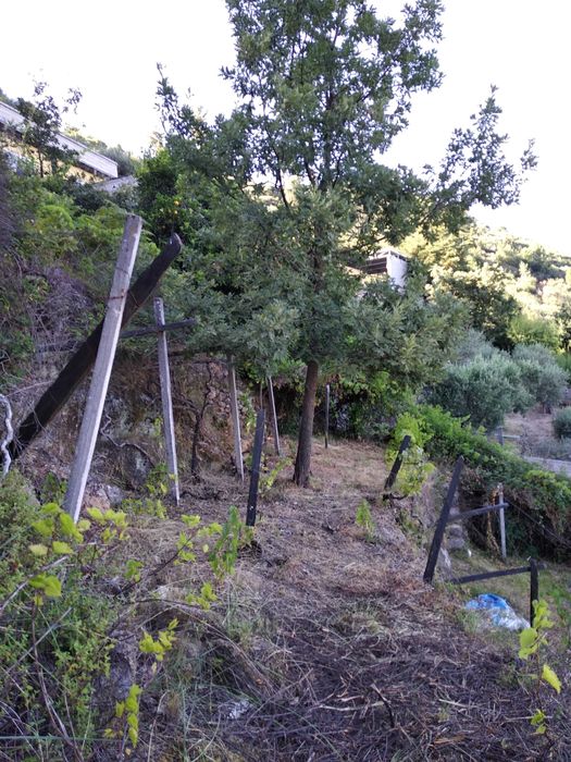 Terreno com 1,2 Hectares e Ruína em Pedra (225m²) – Parada de Cunhos, Vila Real