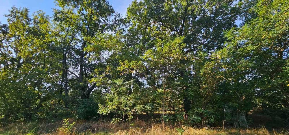 Любимівка, 4 га з лісом, ОСГ