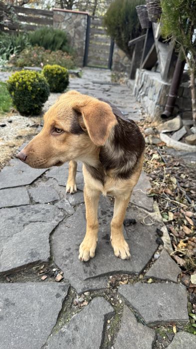 Віддам в добрі руки цуциків