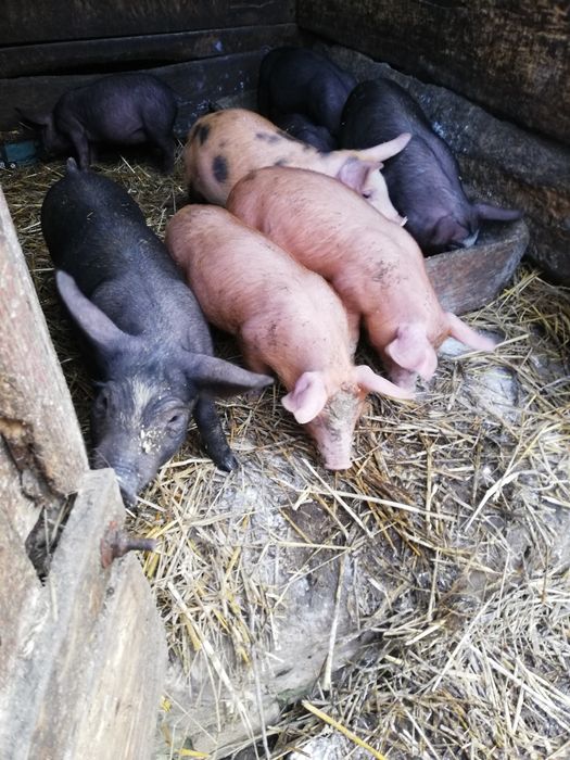 Продам  Поросята