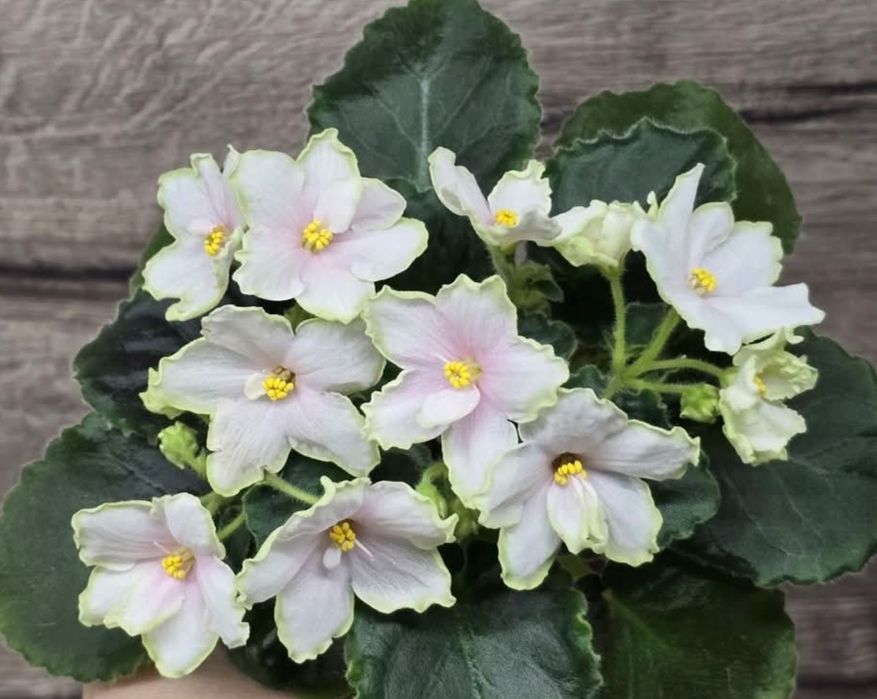 Продам молодые кустики фиалки