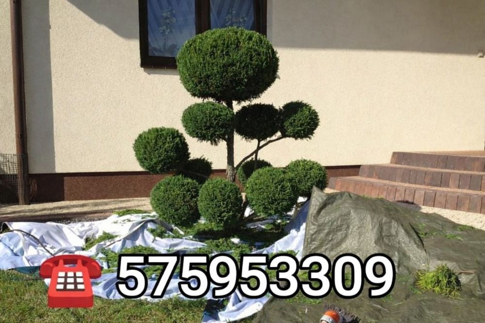 Usługi ogrodnicze Dębica i okolice