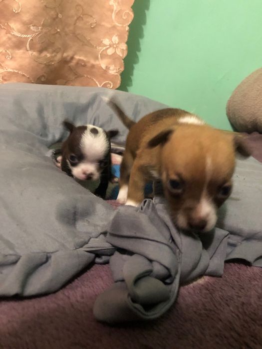 Бронювання цуценят чихуахуа