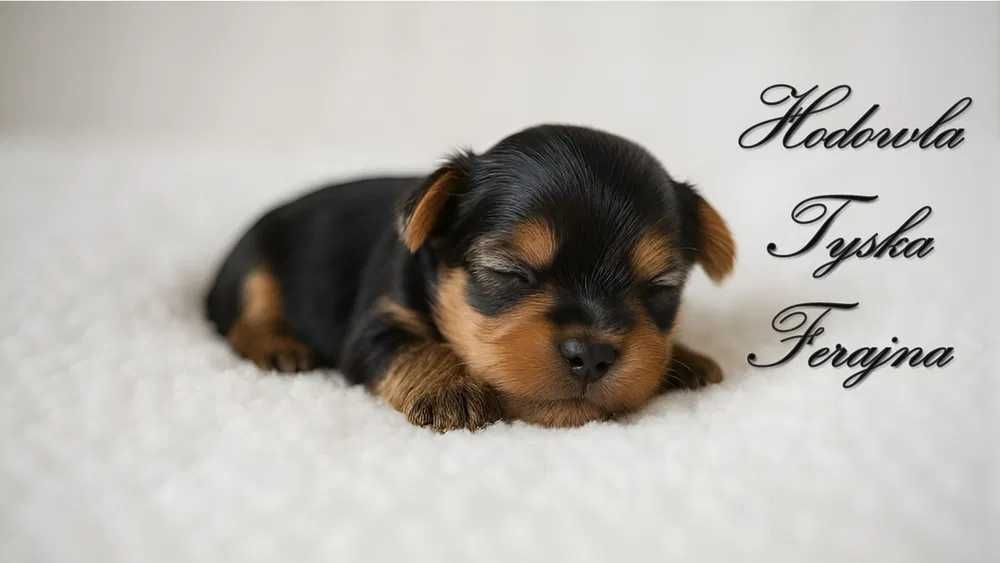 York Yorkshire Terrier szczenięta