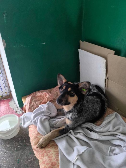 Шукає дім чудова дівчинка