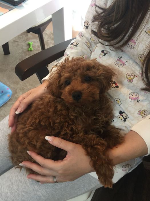 Мальтипу Ф1 Ф2