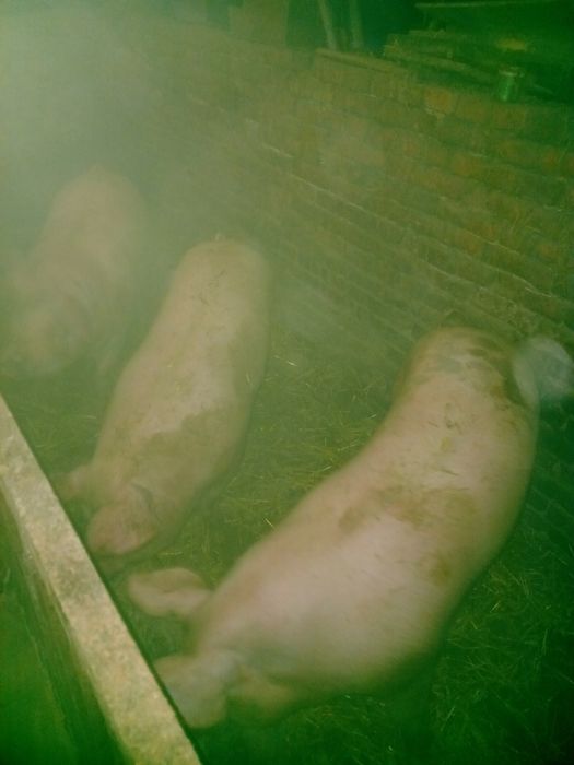 Продам живою вагою маю 5 свиней