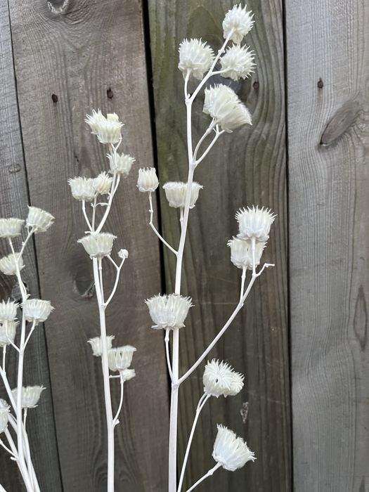 Сухоцвіти Канатник