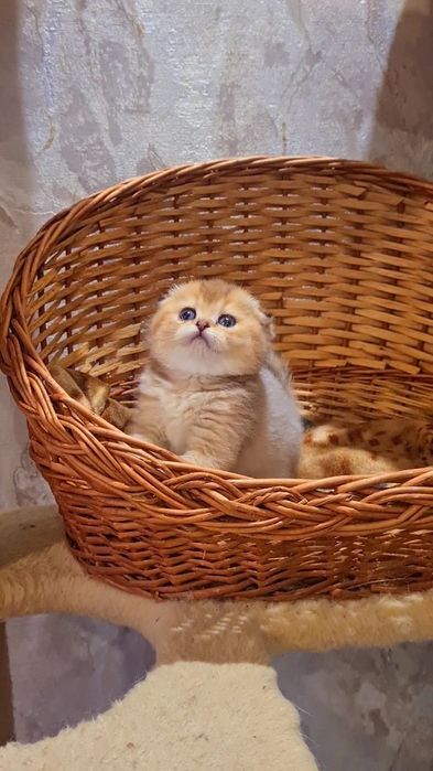 Шикарная Девочка золотая шиншилла