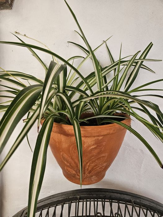Diversas plantas