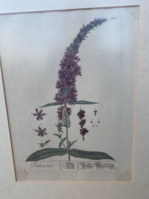 4 quadros de plantas