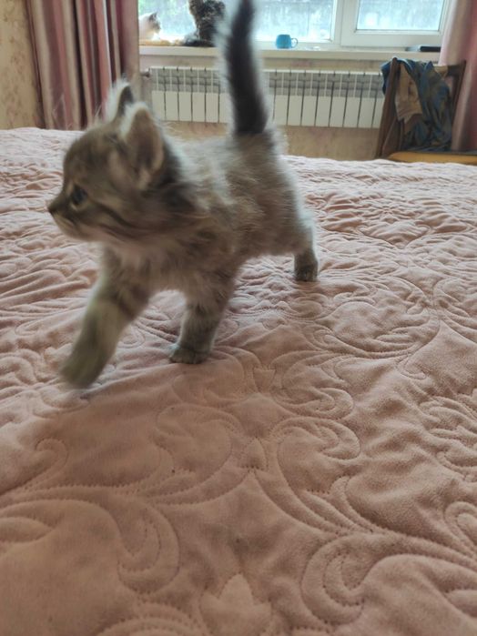 Кошенята безкоштовно Розумівка