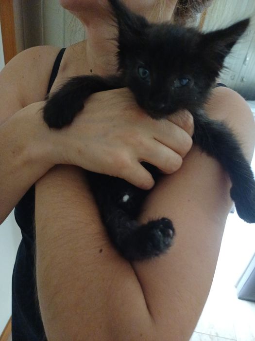 Gatinho preto com olhos azuis - 2 meses