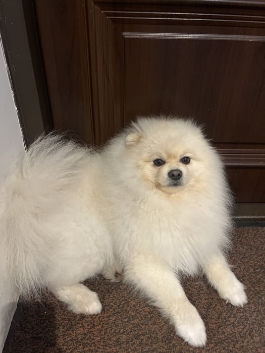 Вʼязка померанський шпіц