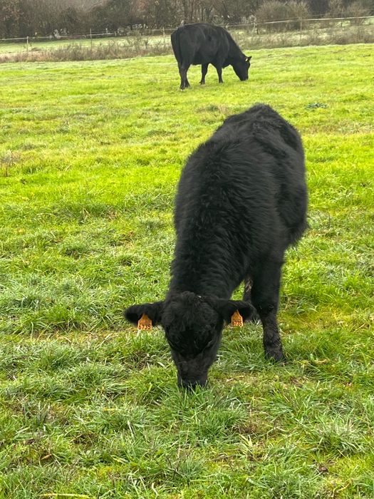 Angus, macho, 7 meses