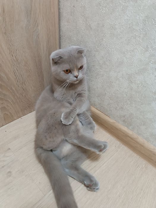 Продам котика , шотландка