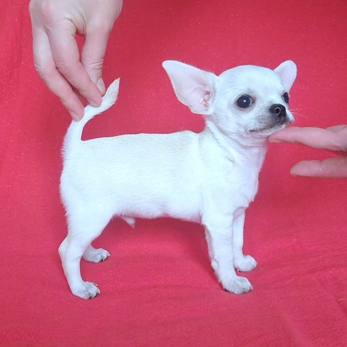 Цуценята Чихуахуа з родоводом КСУ-FCI