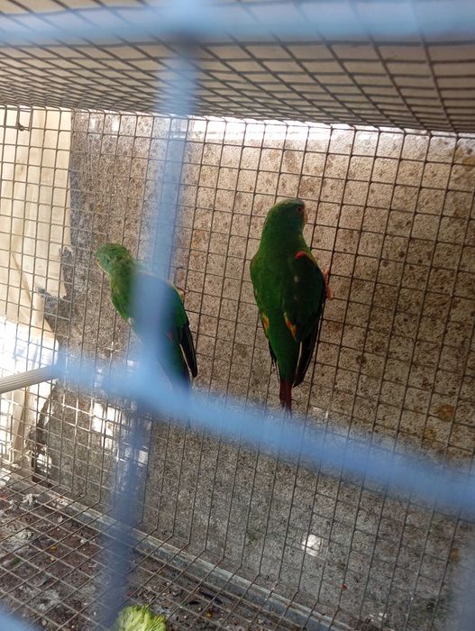 Aves para venda