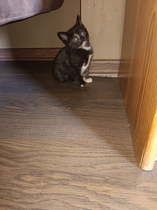 Małe kocięta do adopcji