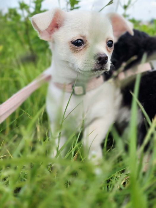 Śliczna suczka chihuahua