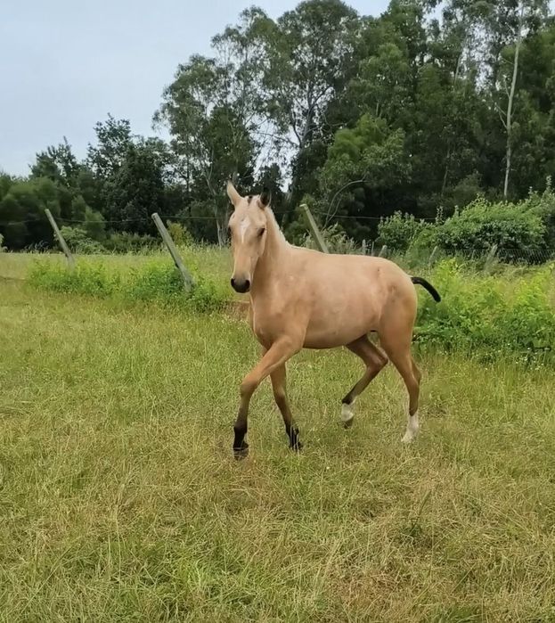Poldro 1 ano Lusitano baio