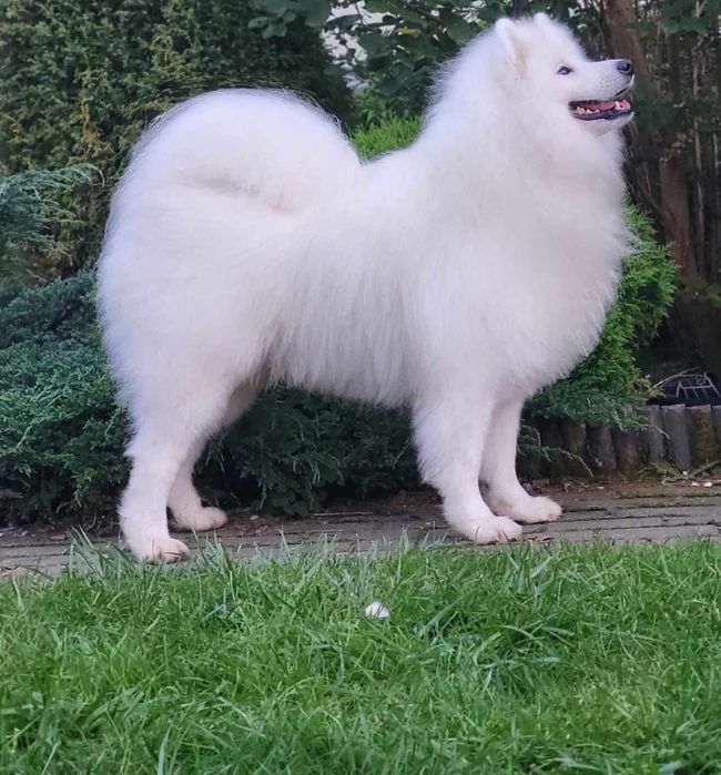 Samoyed reproduktor