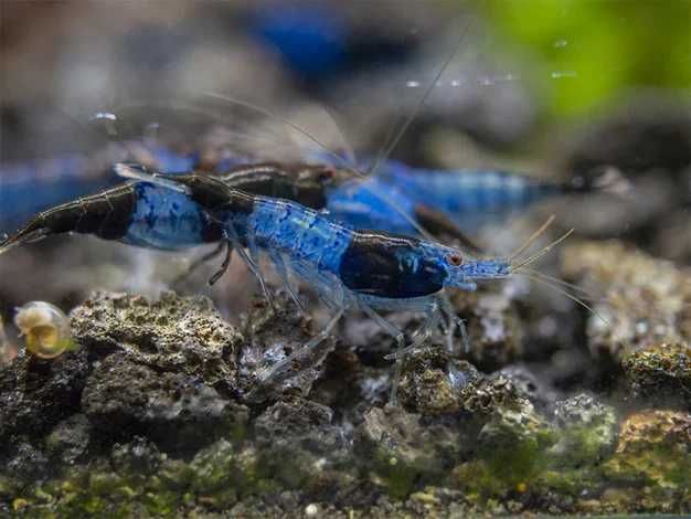Neocaridina Blue Rili Krewetka Blue Rili