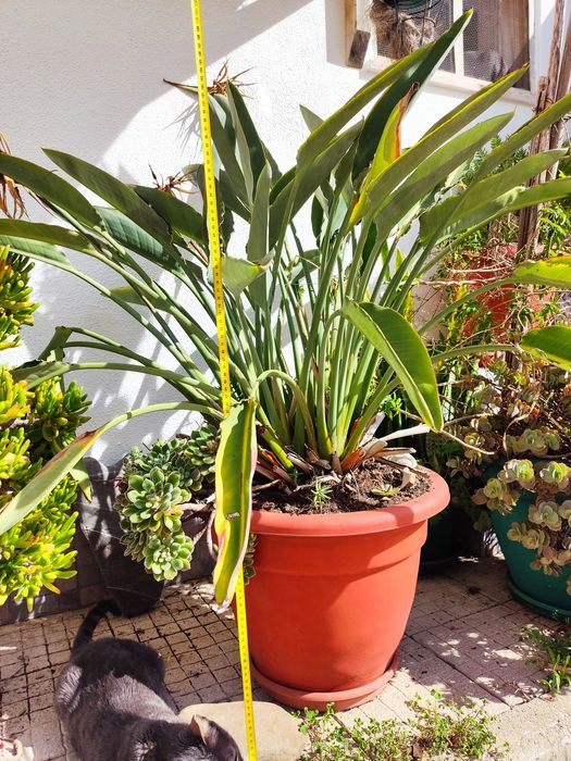 Seleção de plantas e cactos