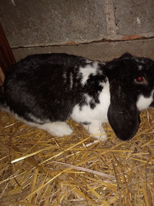 Samiec baran francuski