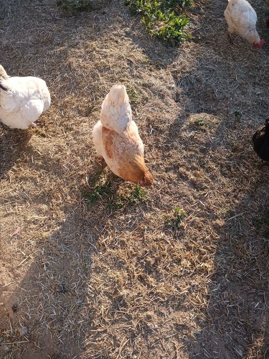 Garnizo para venda
