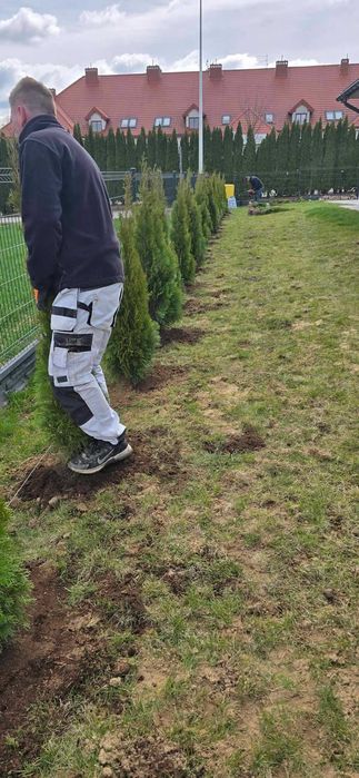 OGRODY  Nasadzenia Lublin Tuja szmarag d