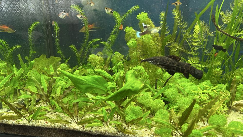 Akwarium 240 l z pełnym życiem