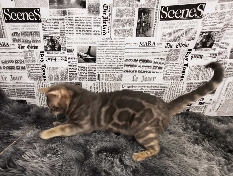 Голубий бенгальський хлопчик, бенгал, кошенята