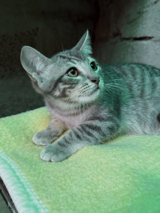 Gatinho 3 meses para adoção responsável