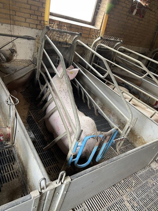 Kojce porodowe z DANII - NOWA DOSTAWA - duży wybor