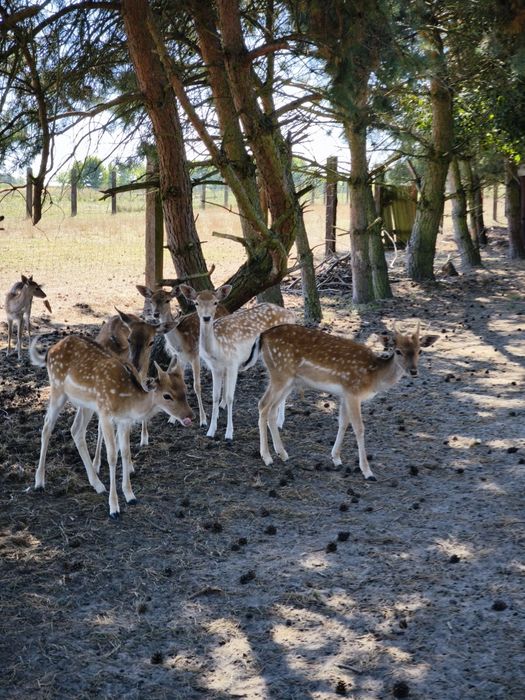 DANIELE na sprzedaż