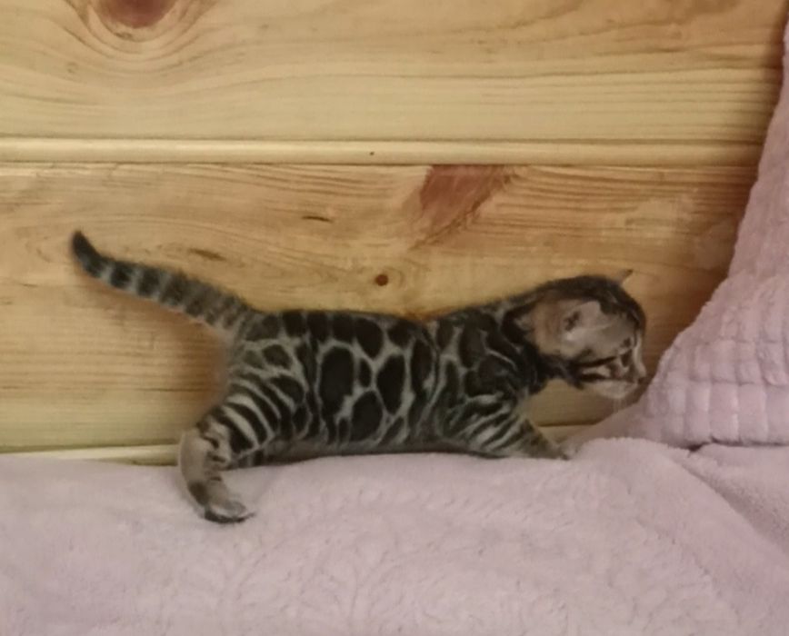 Бенгальские котята, бенгальські кошенята