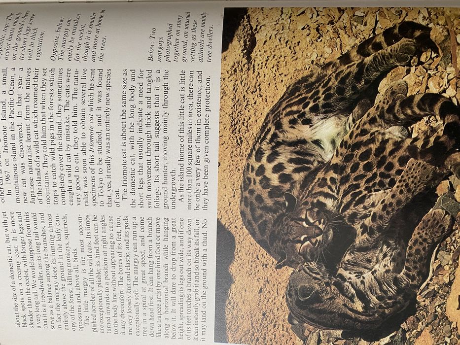 Книга про хижаків на англ. мові