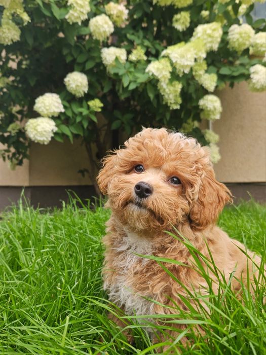 Maltipoo Antonina-Antosia