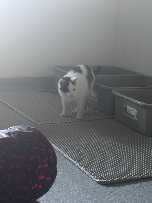Bajka mloda koteczka do adopcji