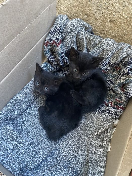6 котят и мама кошка, ищут дом
