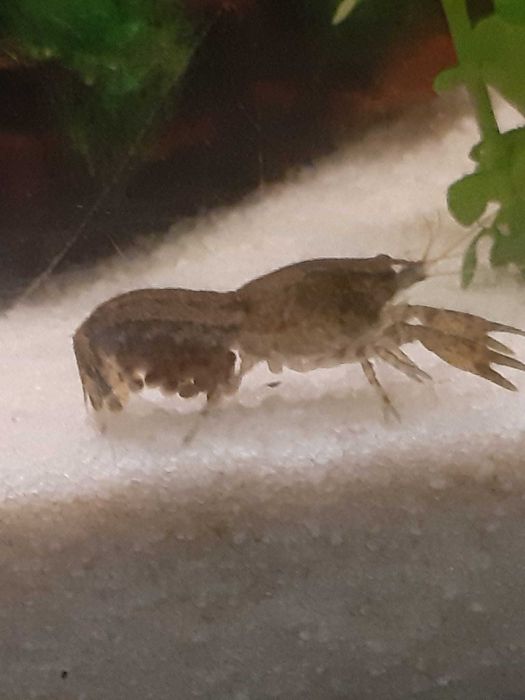 Raki miniaturowe Cambarellus Texanus