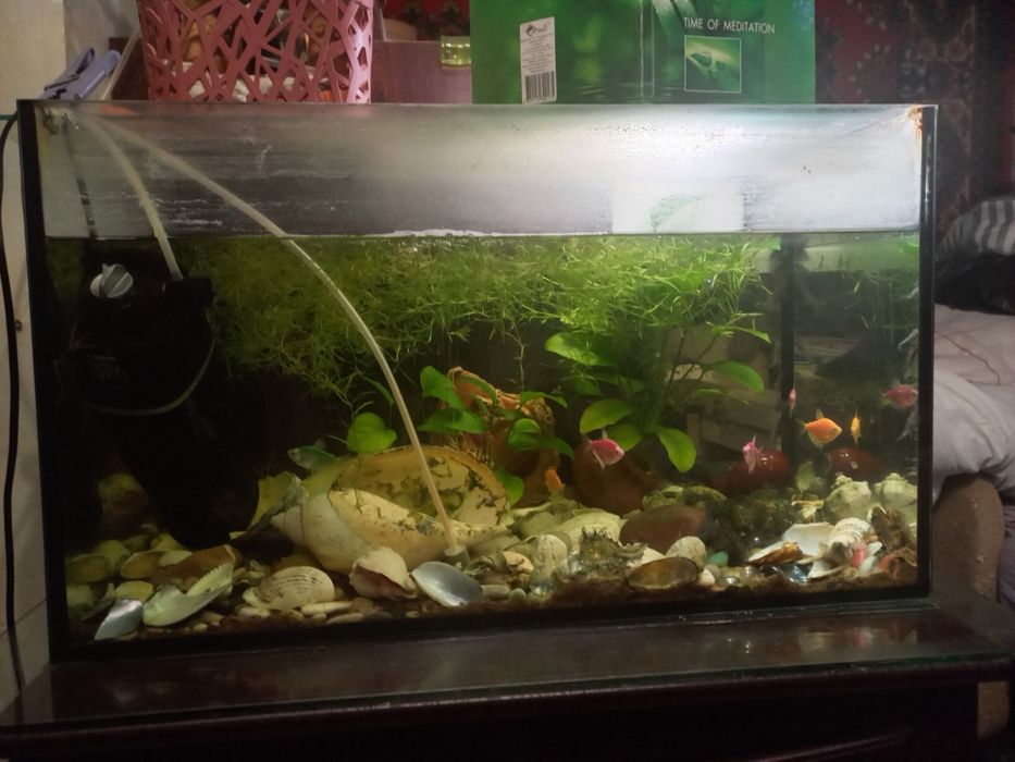 Акваріум аквариум