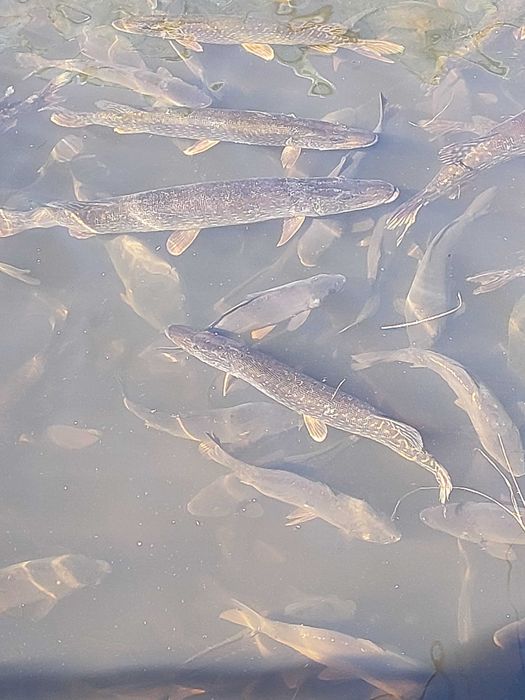 Małże raki Małże